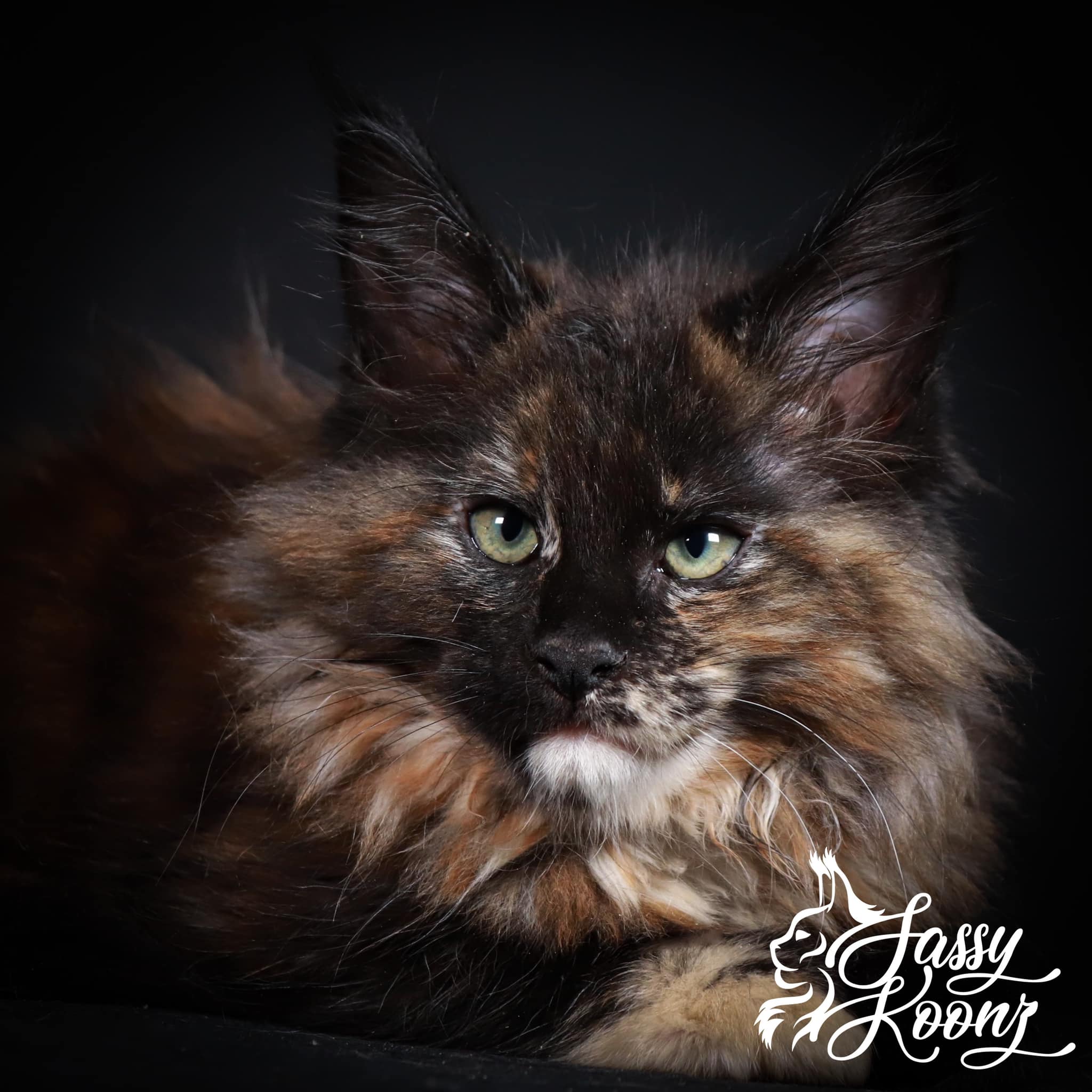 maine-coon-kitten-for-sale-jailbat ⋆ Sassy Koonz Maine Coon Cattery maine coon kitten for sale jailbait