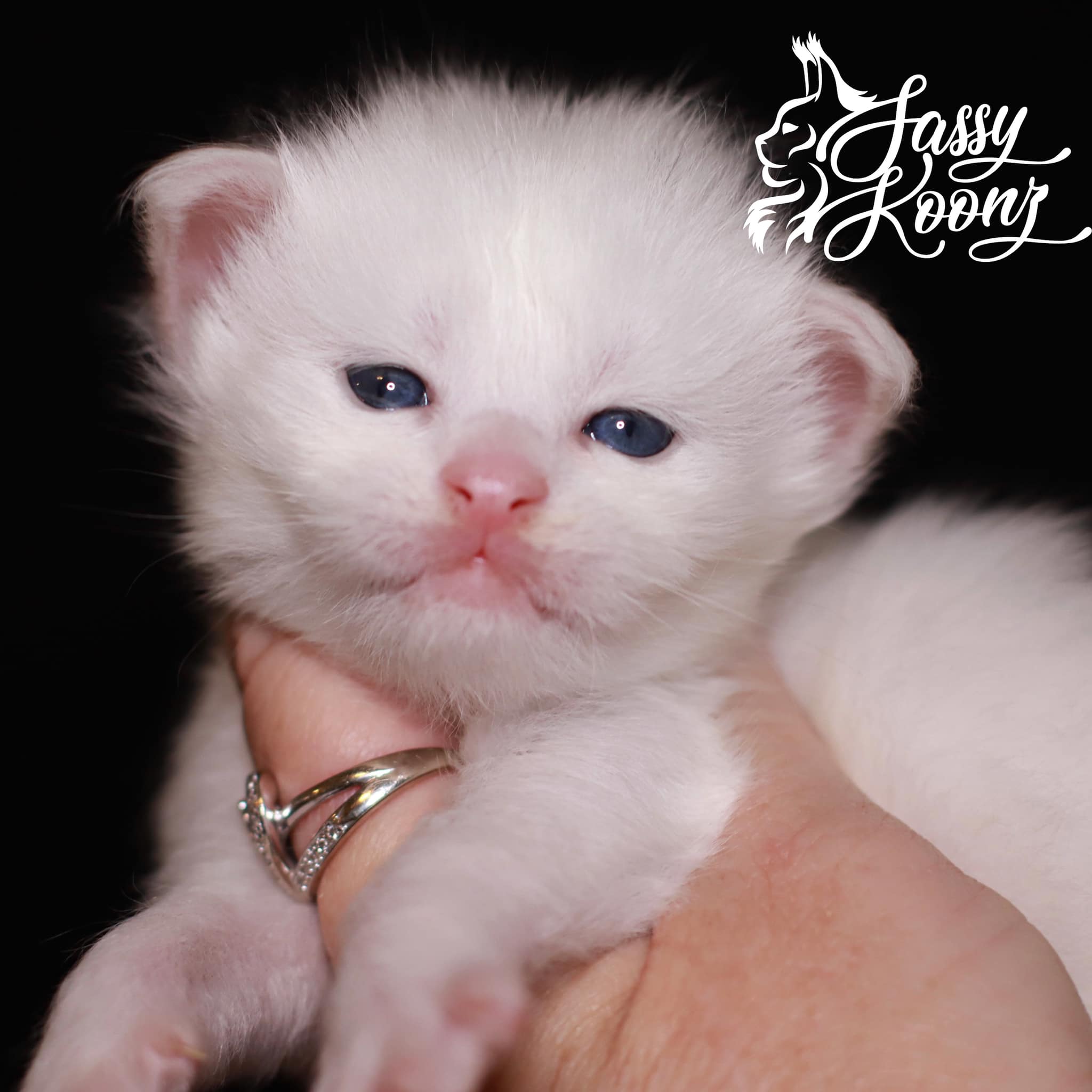 maine-coon-kittens-aug-22 ⋆ Sassy Koonz Maine Coon Cattery maine coon kittens