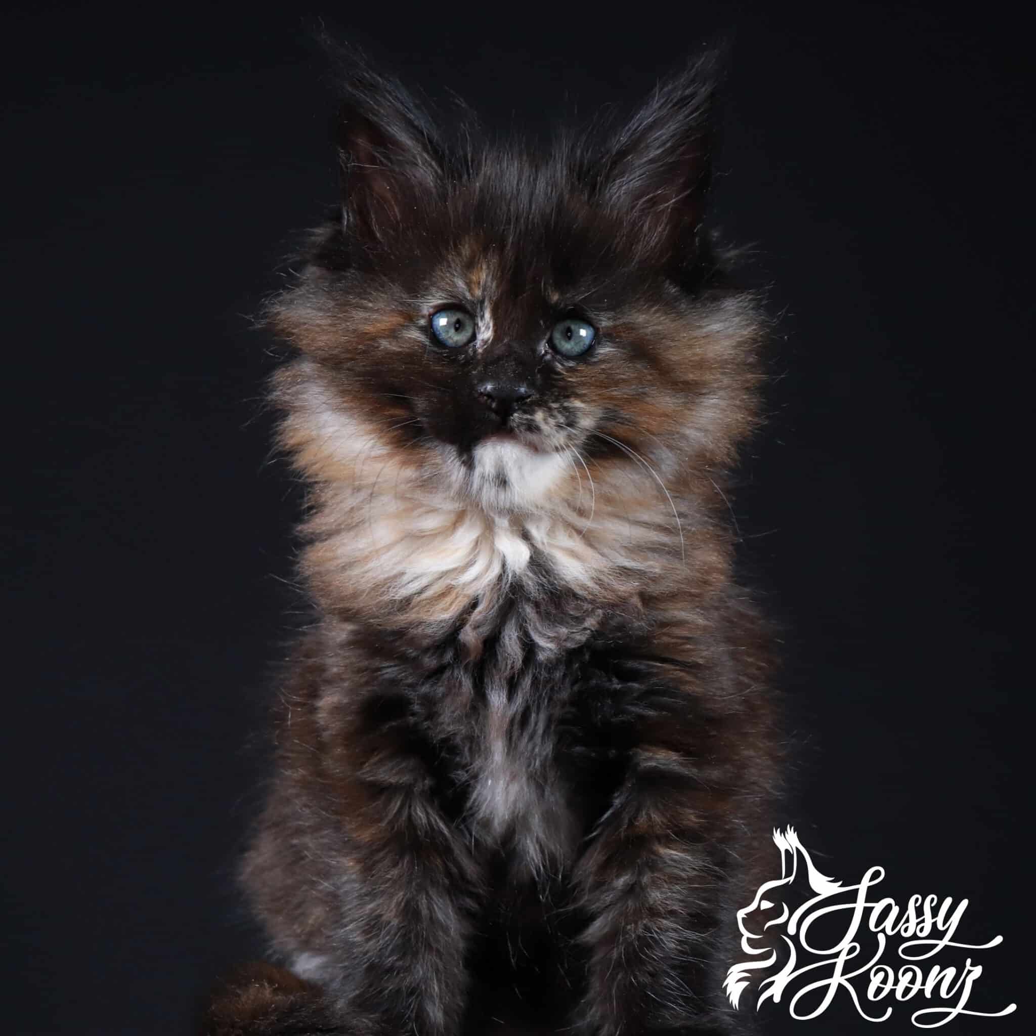 maine-coon-kittens-black-tortie ⋆ Sassy Koonz Maine Coon Cattery black tortie maine coon kitten in a sitting pose