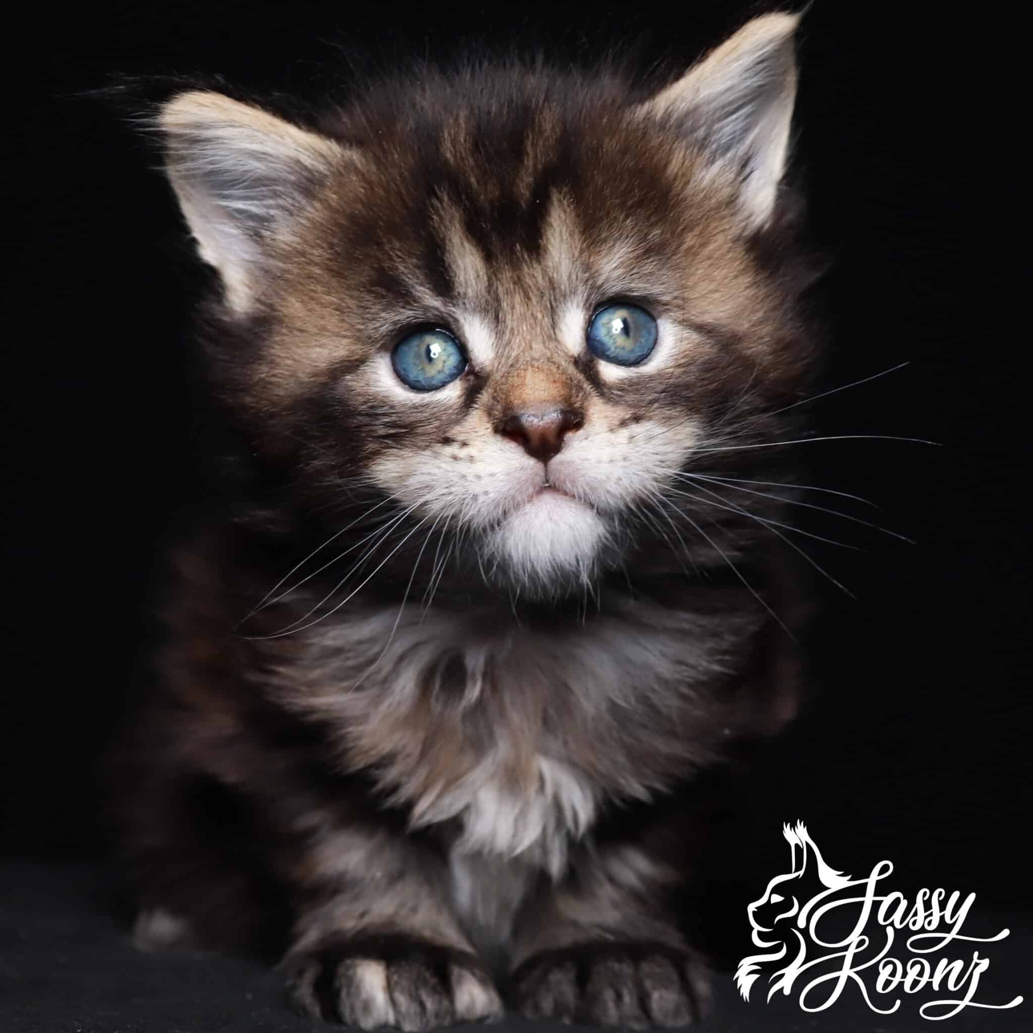 Maine coon kittens Florida ⋆ Sassy Koonz Maine Coon Cattery Maine coon kittens florida