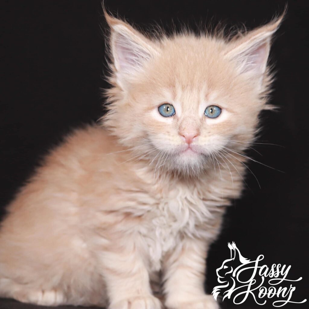 maine-coon-kittens-for-sale-6-weeks-old ⋆ Sassy Koonz Maine Coon Cattery maine coon kittens for sale 6 weeks old