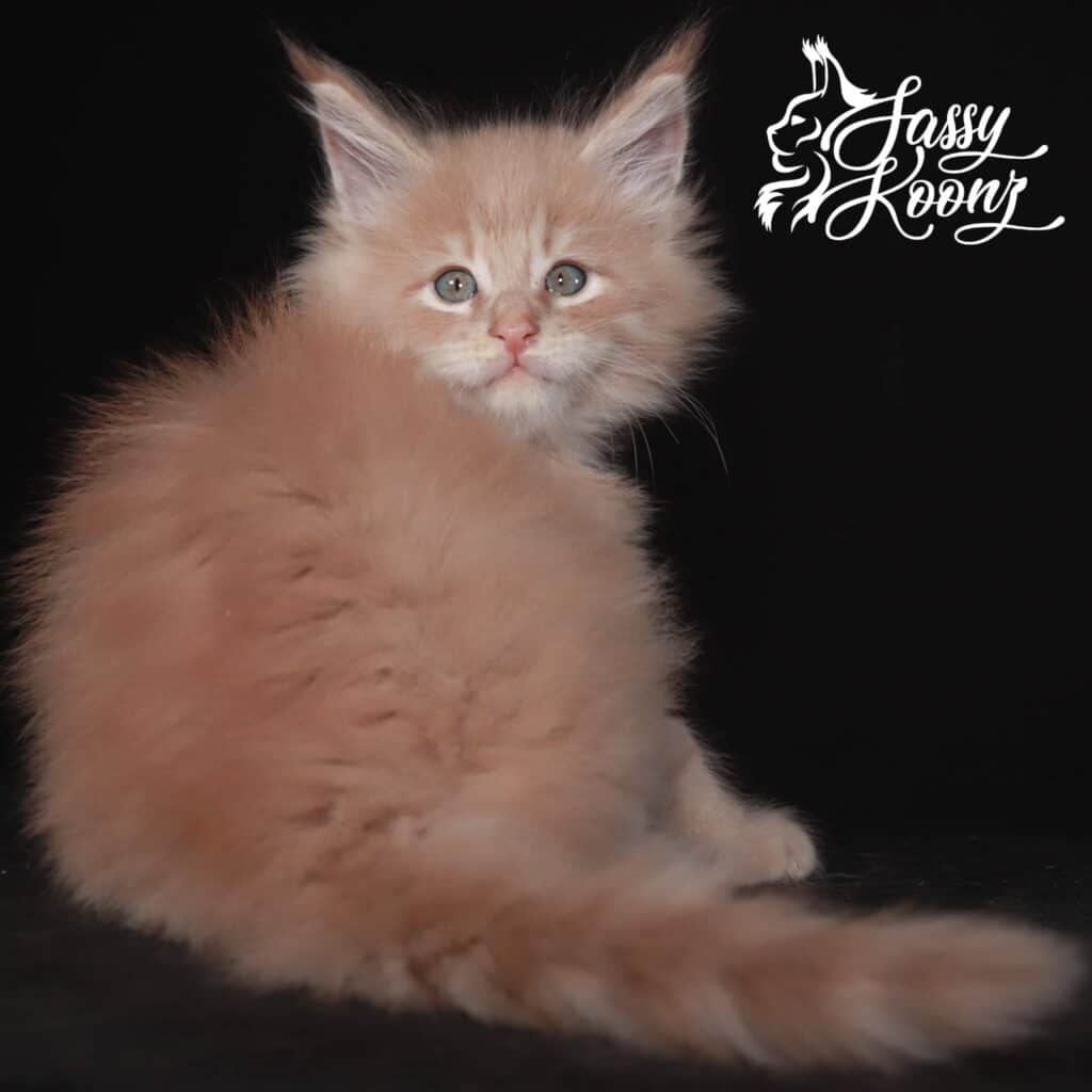 maine-coon-kittens-for-sale-cream-smoke ⋆ Sassy Koonz Maine Coon Cattery maine coon kittens for sale cream smoke