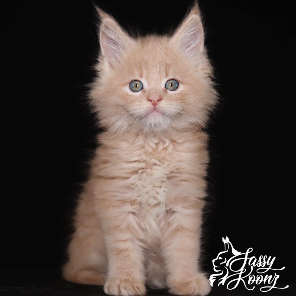 maine-coon-kittens-for-sale-male ⋆ Sassy Koonz Maine Coon Cattery maine coon kittens for sale male