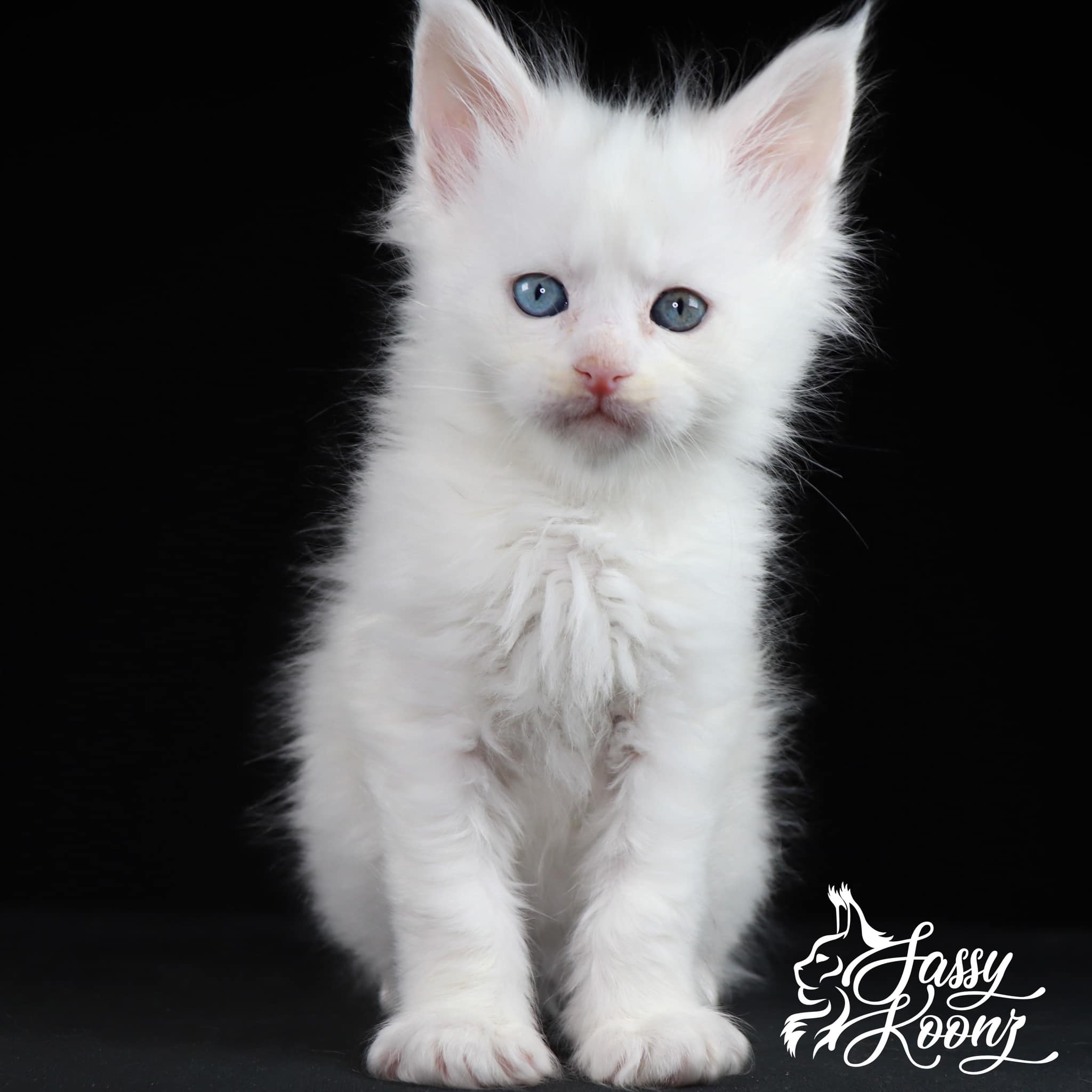 maine-coon-kittens-for-sale-near-me ⋆ Sassy Koonz Maine Coon Cattery great white bullalo the maine coon kitten with odd eyes