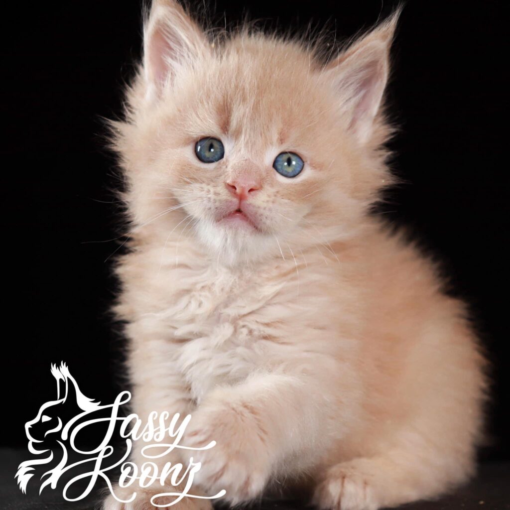 Maine coon kittens for sale near me ⋆ Sassy Koonz Maine Coon Cattery Maine coon kittens for sale near me