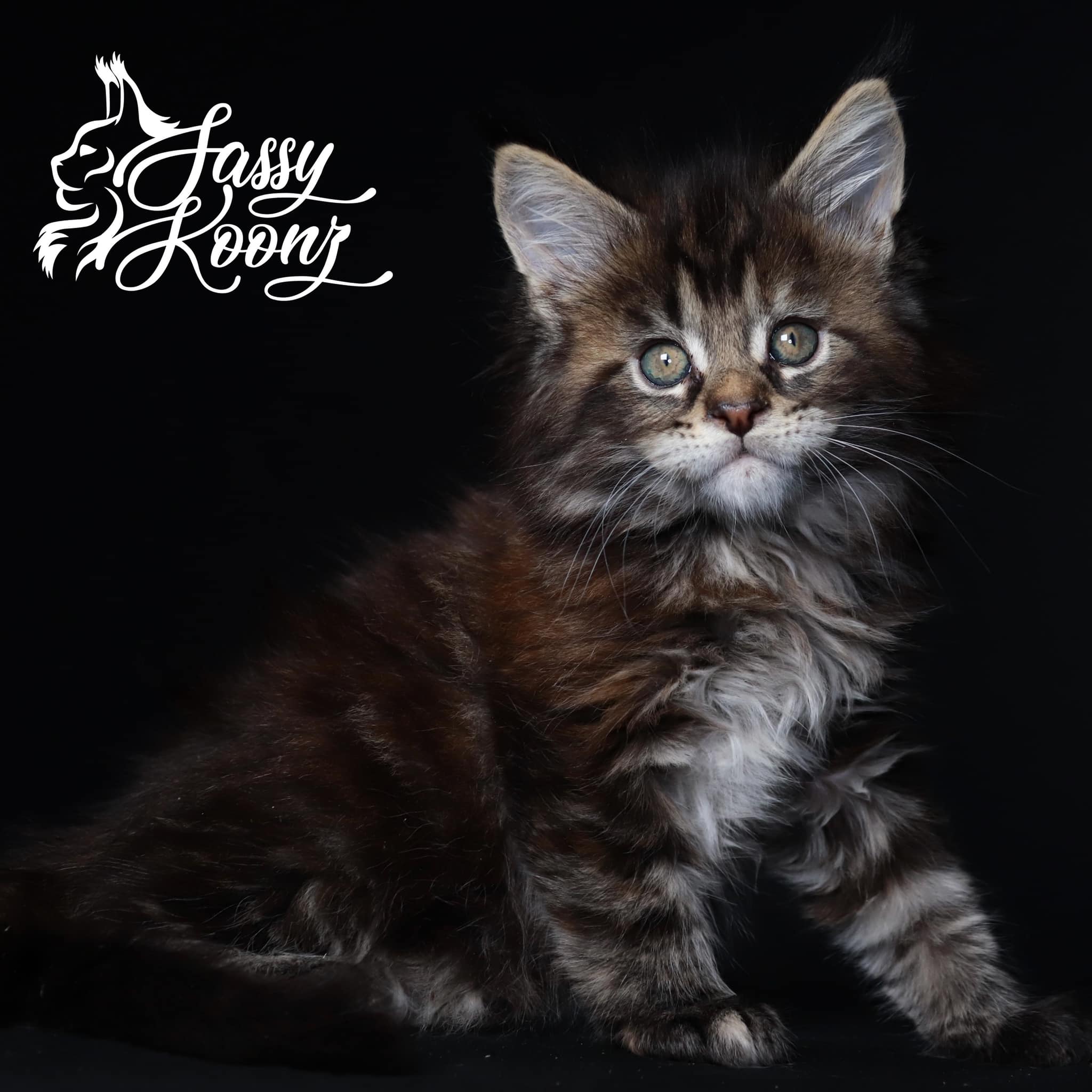 maine-coon-kittens-for-sale-swet-sally-7-weeks-old ⋆ Sassy Koonz Maine Coon Cattery maine coon kittens for sale 7 weeks old