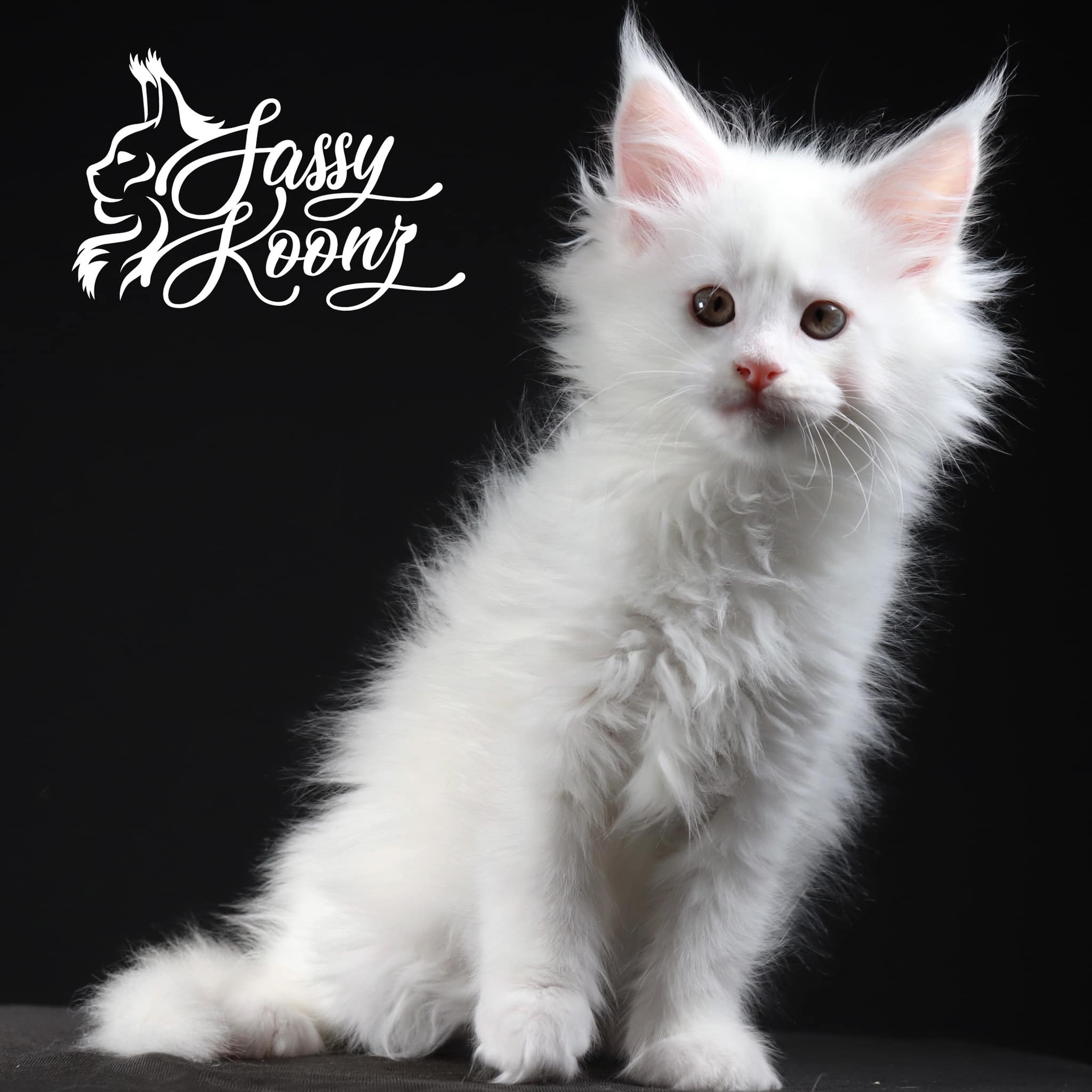 Maine Coon Cats For Sale In Alabama - hanpypo