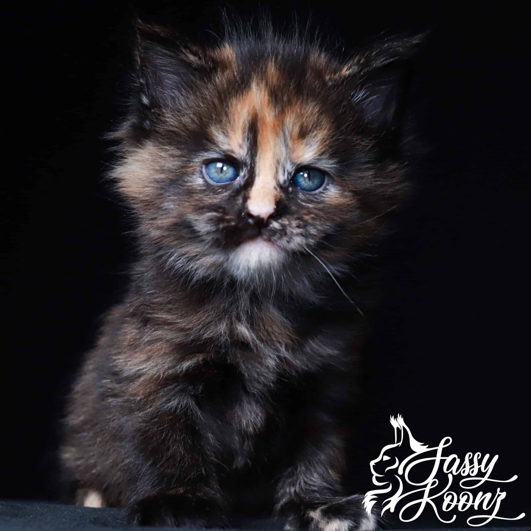 Maine coon kittens Texas ⋆ Sassy Koonz Maine Coon Cattery Maine coon kittens texas