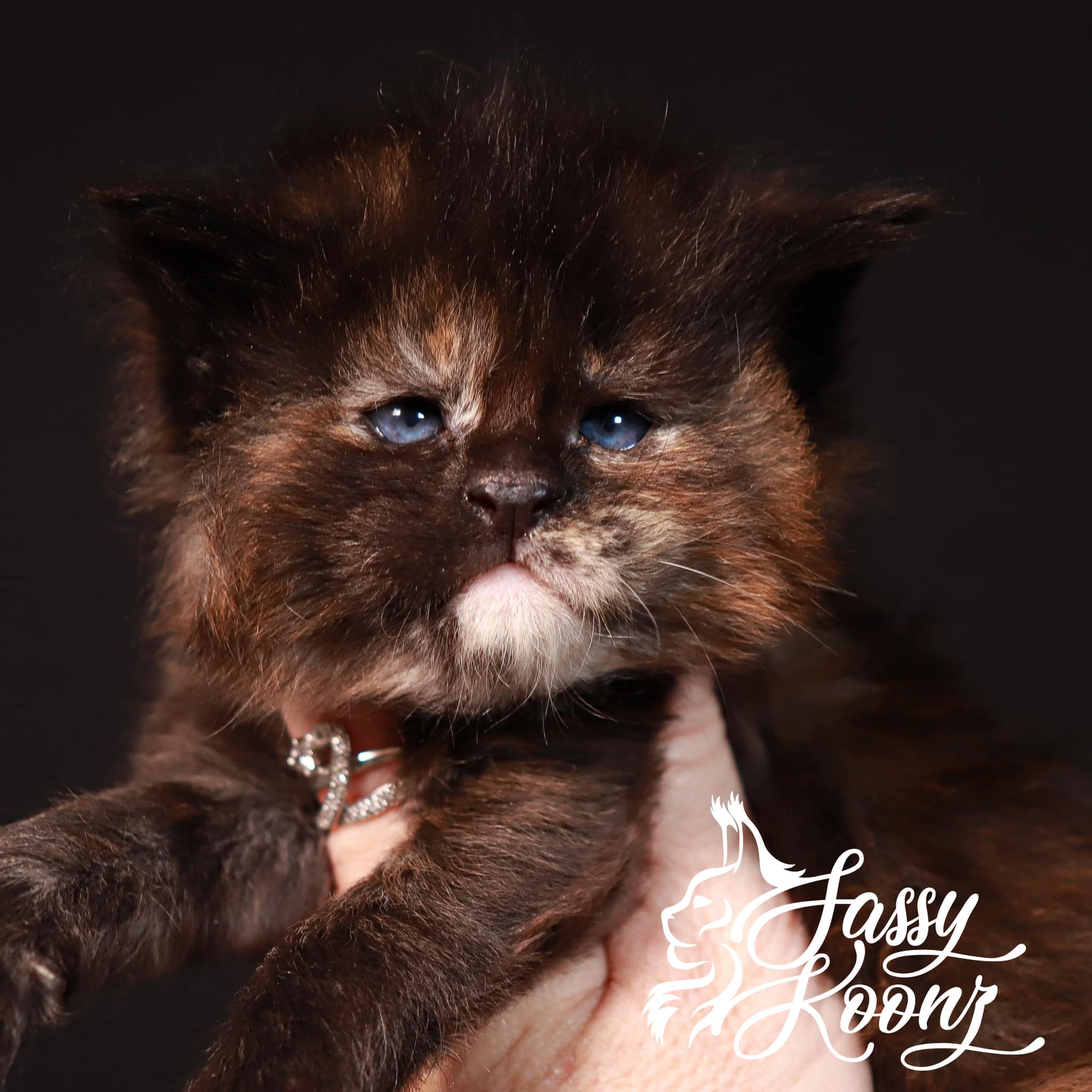 maine-coons-for-sale-florida ⋆ Sassy Koonz Maine Coon Cattery maine coons for sale florida