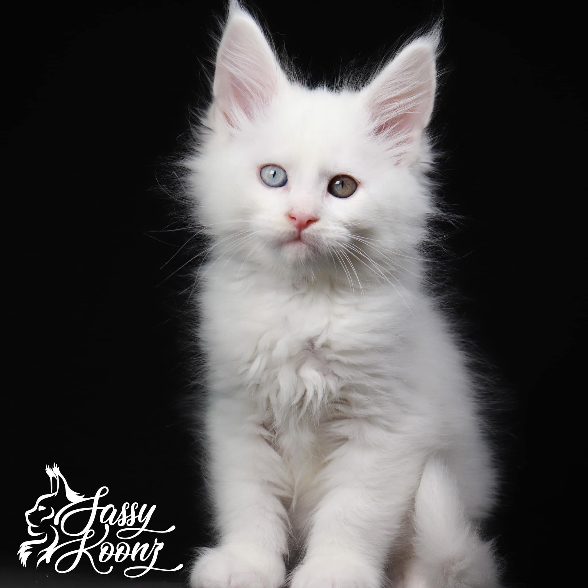 White Maine Coon Kittens The New Furry Friend From Russia Is Now In White Maine Coon Kittens The New Furry Friend From Russia Is Now In