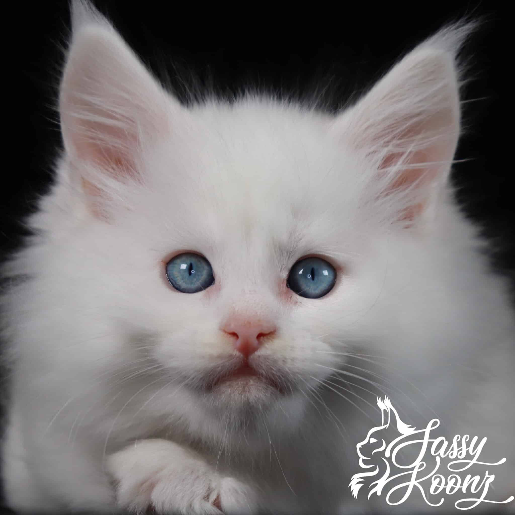 mainecoon-kittens ⋆ Sassy Koonz Maine Coon Cattery mainecoon kitten white with bright blue eyes black background