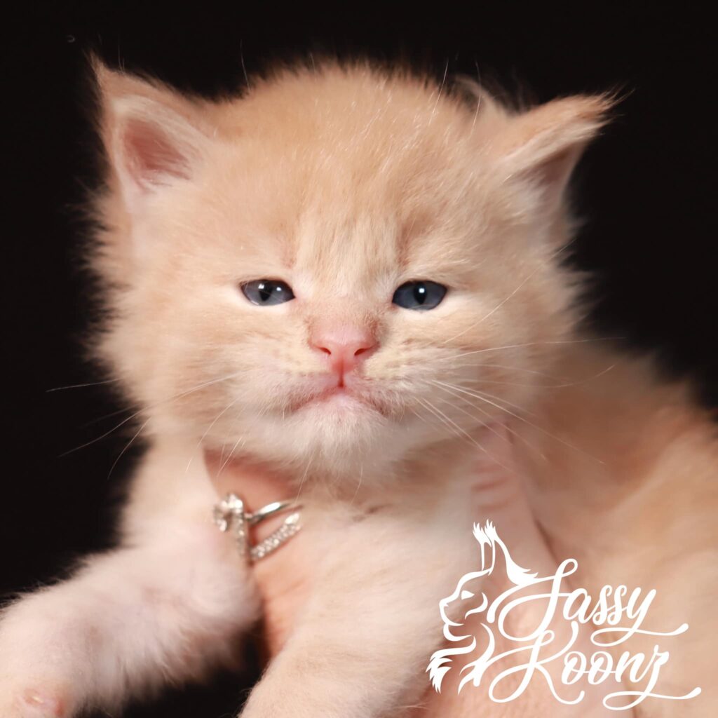red-maine-coon-kittens-for-sale ⋆ Sassy Koonz Maine Coon Cattery red maine coon kittens for sale