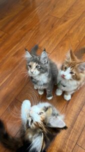 Three Maine Coon Kittens sitting on the Floor ⋆ Sassy Koonz Maine Coon Cattery maine coon kittens wearing collars chasing a toy