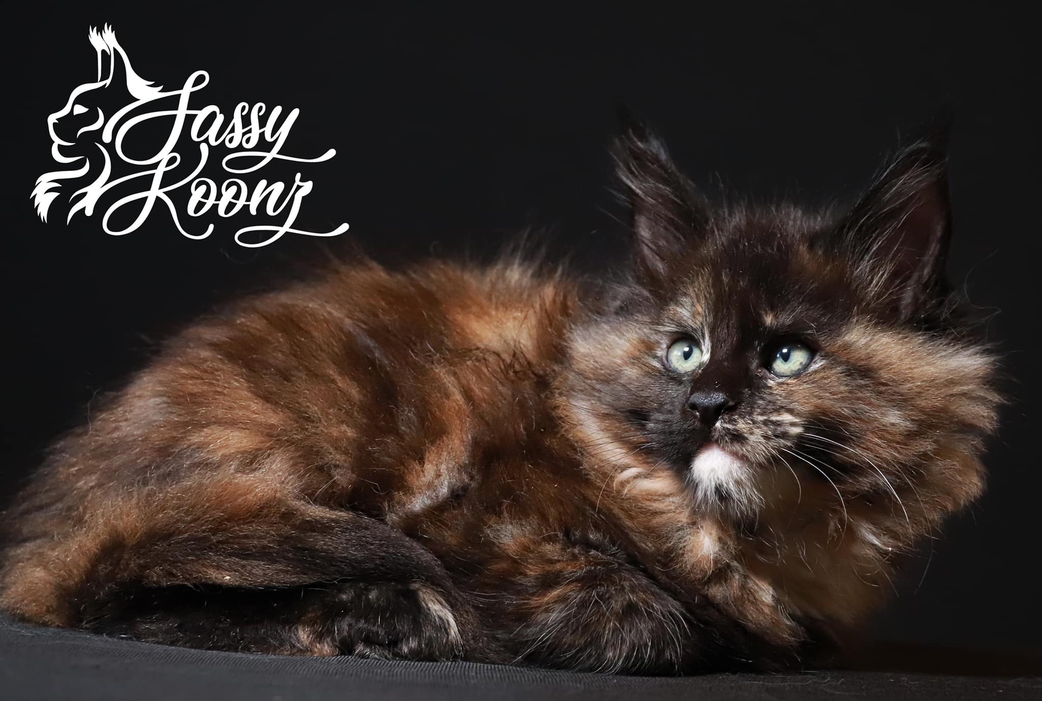 tortie-maine-coon ⋆ Sassy Koonz Maine Coon Cattery black tortie maine coon kitten with green eyes