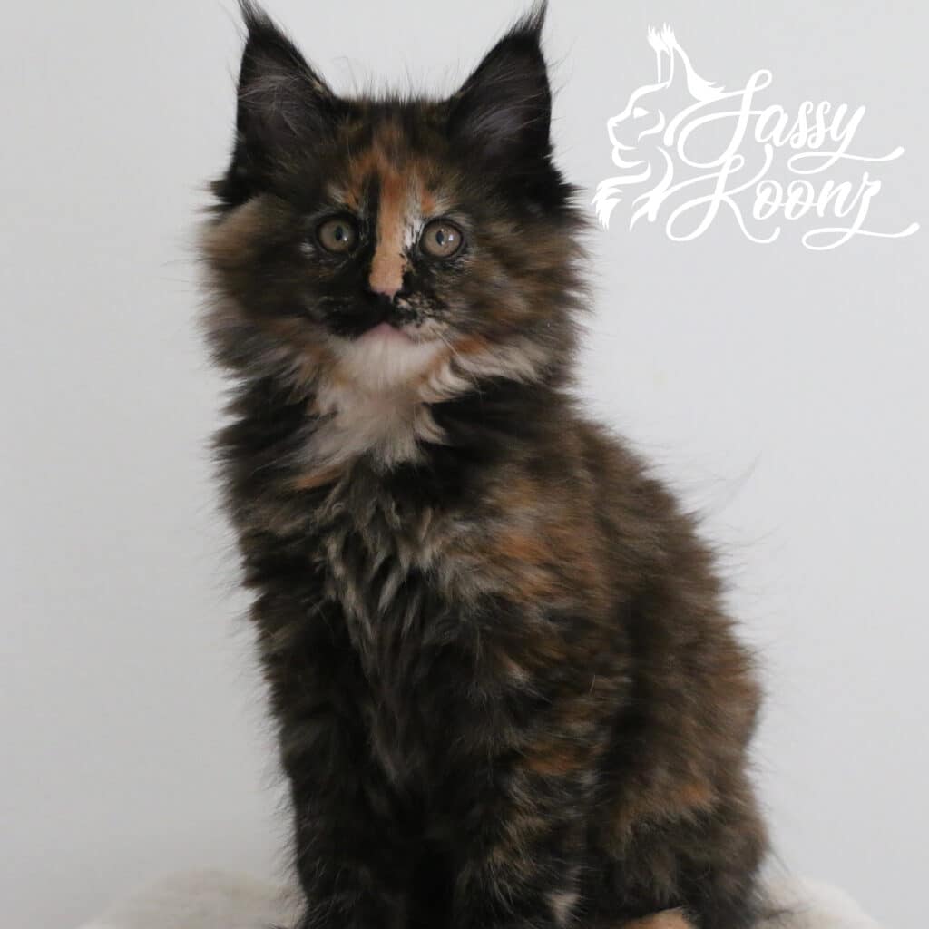 tortie maine coon kitten on white background ⋆ Sassy Koonz Maine Coon Cattery Tortie Maine coon kitten on white background