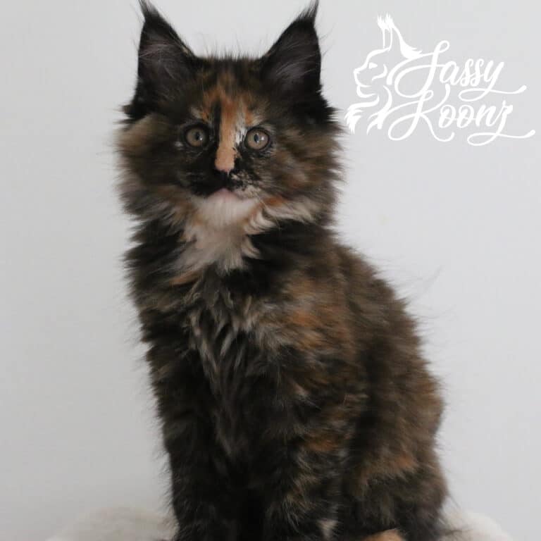 Tortie Maine coon kitten on white background