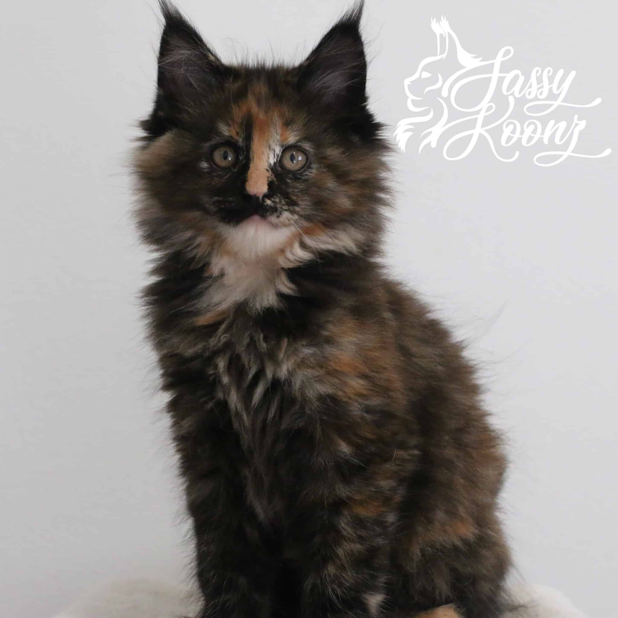 Tortie Maine coon kitten on white background