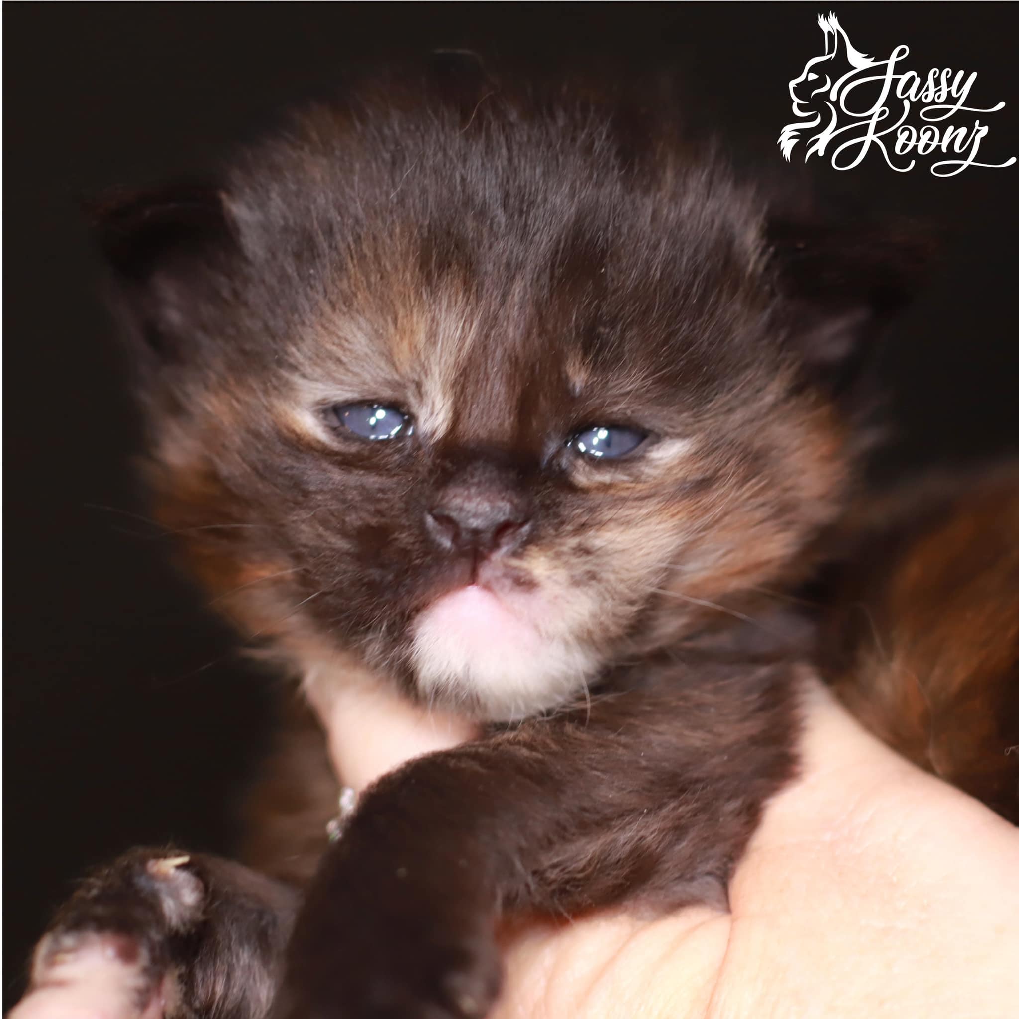 tortie-maine-coon ⋆ Sassy Koonz Maine Coon Cattery tortie maine coon