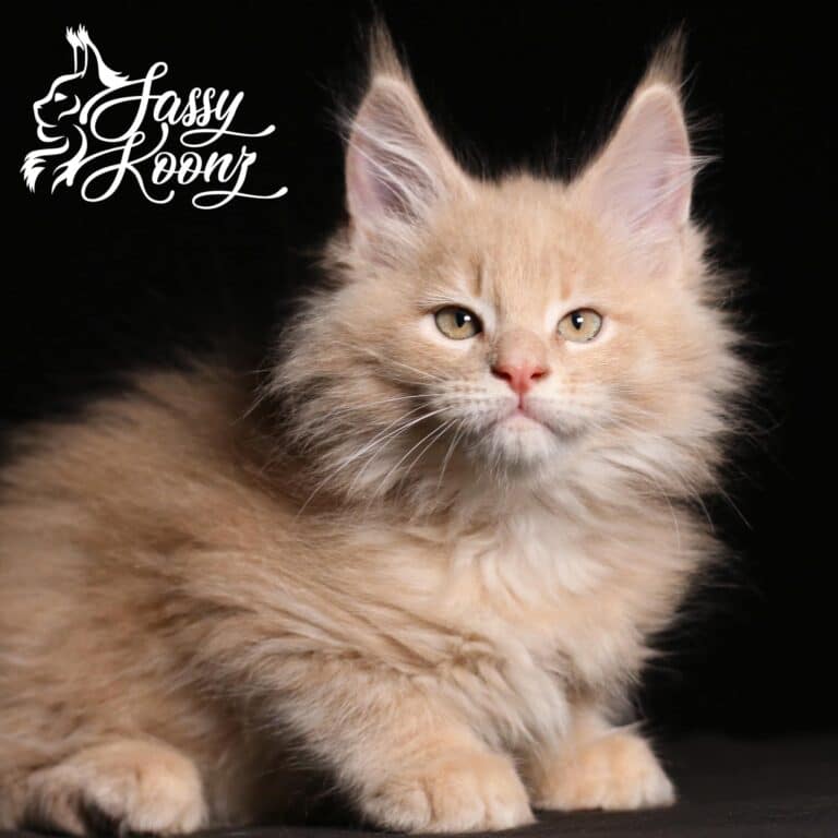 maine coon kitten looking directly into the lens