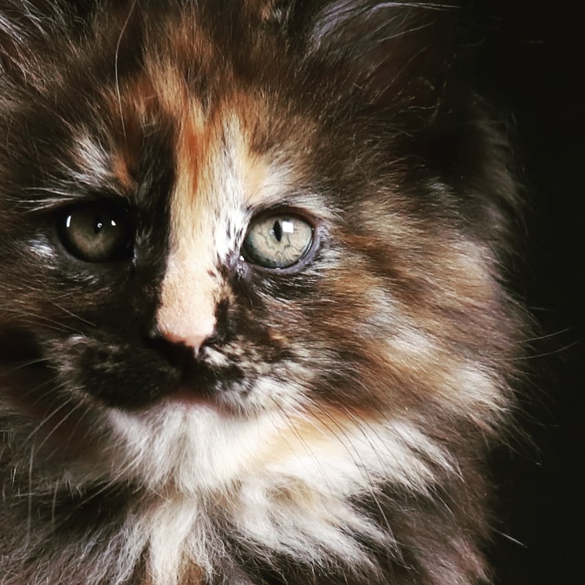 warrior-kattz-maine-coons โ Sassy Koonz Maine Coon Cattery close up of a bacl tortie maine coon cat