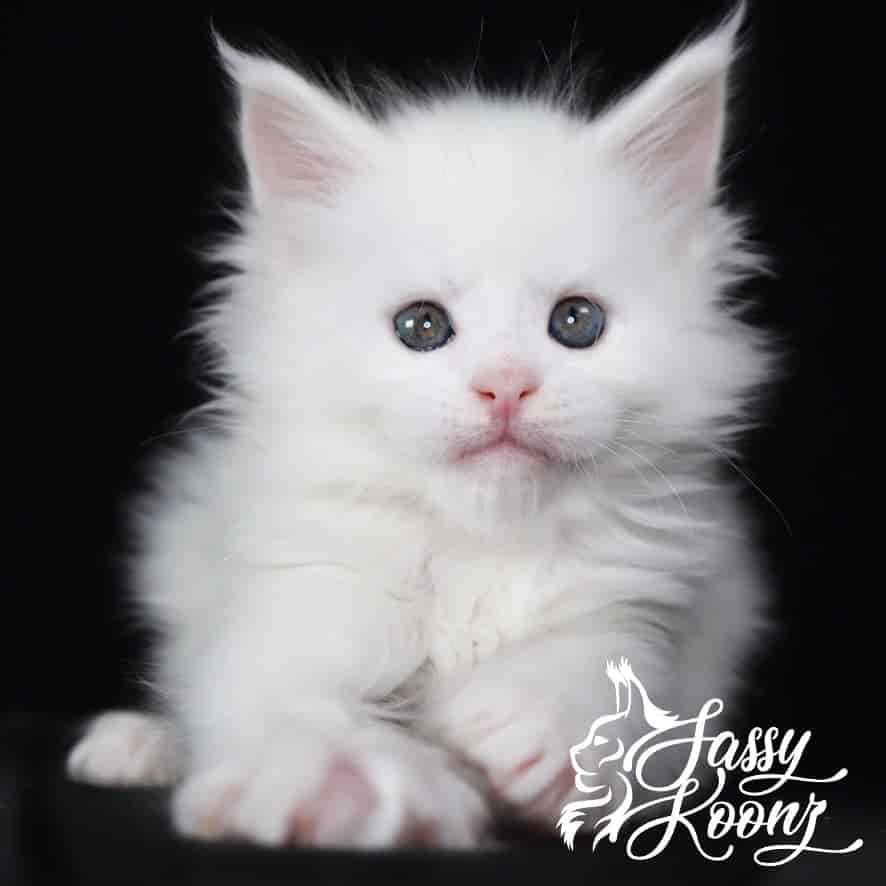 white-maine-coon ⋆ Sassy Koonz Maine Coon Cattery white maine coon