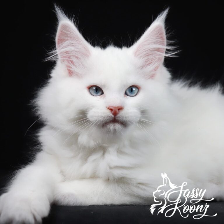white maine coon kitten breed quality