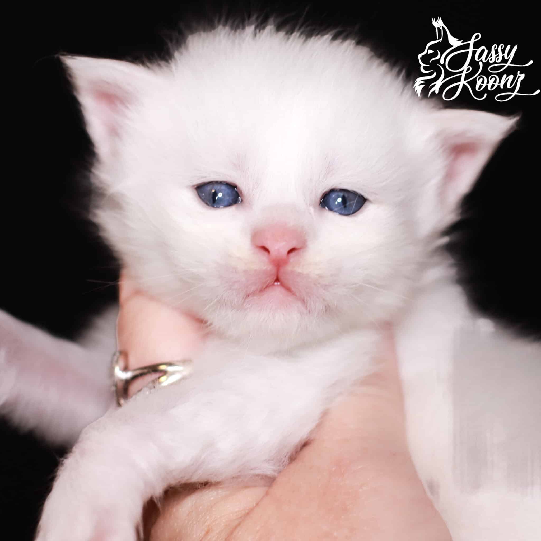 white-maine-coon-kitten-for-sale ⋆ Sassy Koonz Maine Coon Cattery white maine coon kitten great buffalo 3 weeks old