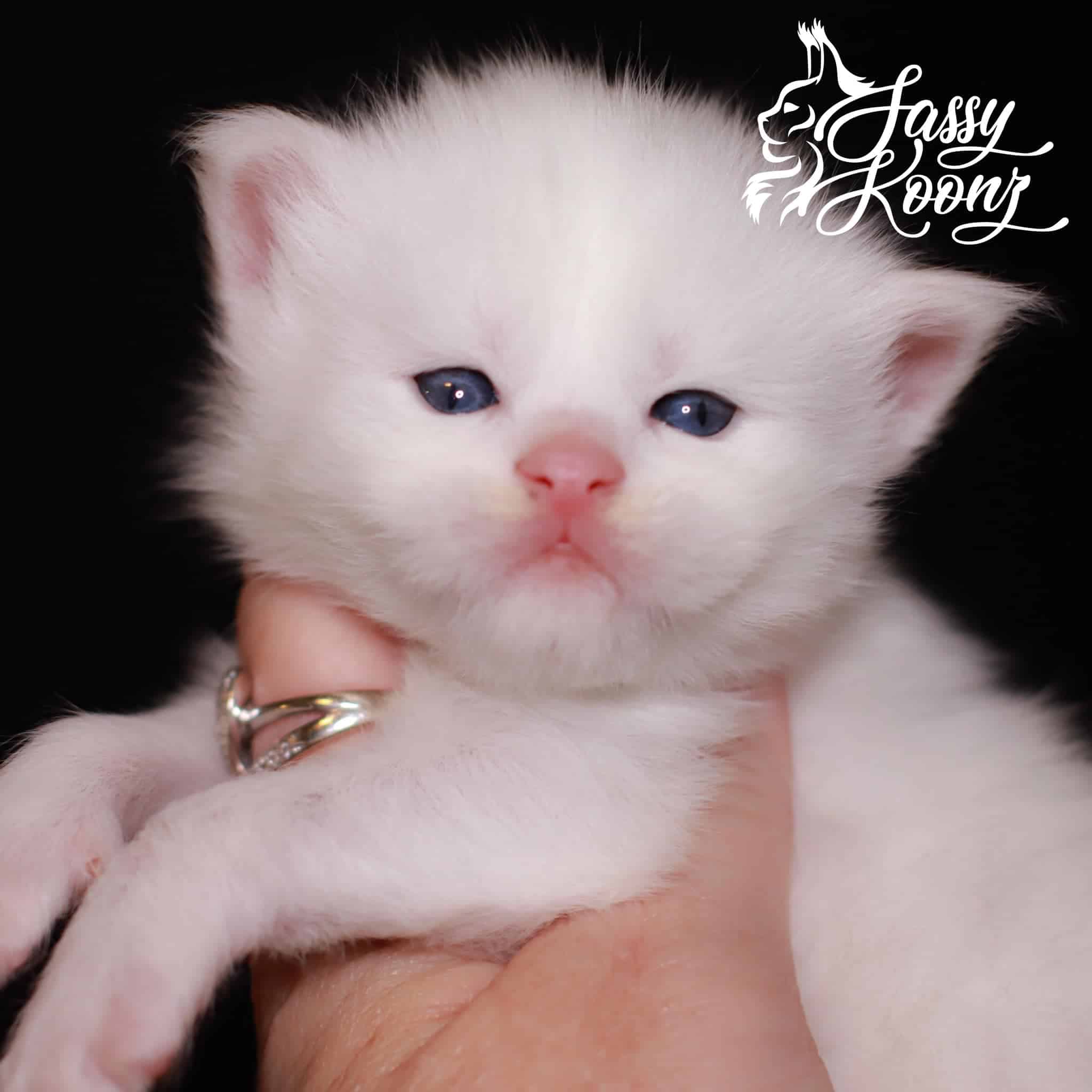 white-maine-coon-kitten ⋆ Sassy Koonz Maine Coon Cattery white maine coon kitten