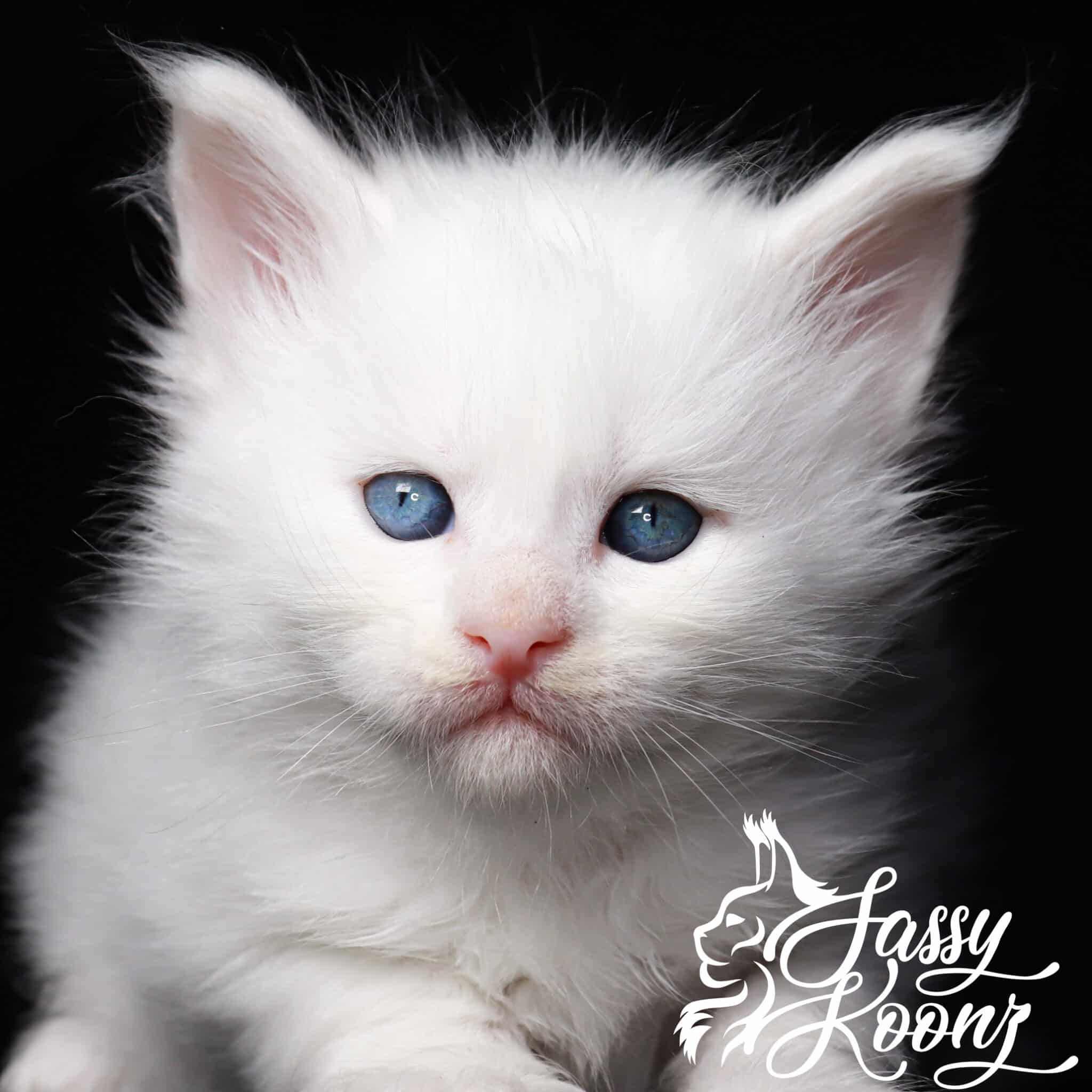 white maine coon kittens for sale with long ear tufts ⋆ Sassy Koonz Maine Coon Cattery White Maine coon kitten great white buffalo 4 weeks old