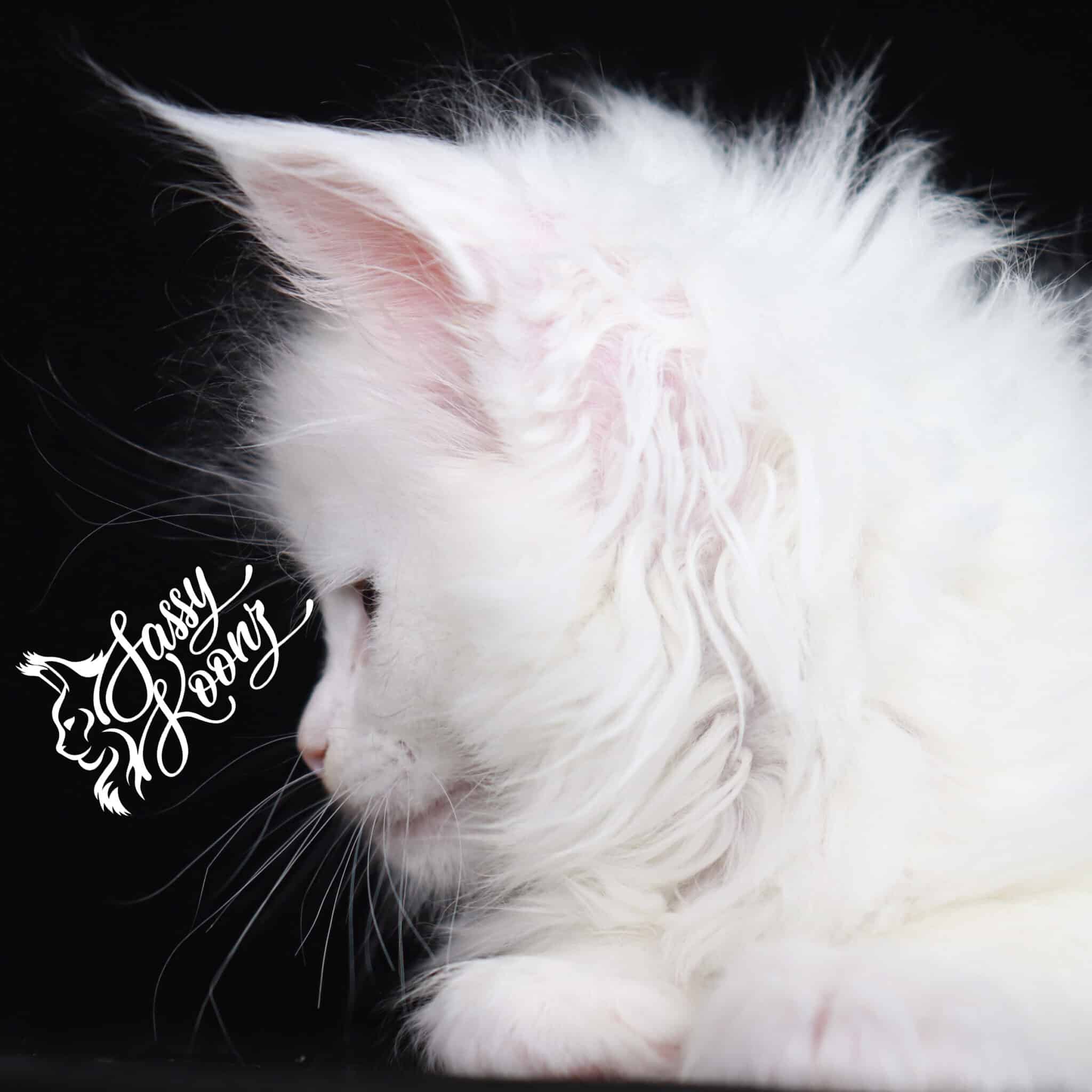 white-maine-coon ⋆ Sassy Koonz Maine Coon Cattery white maine coon
