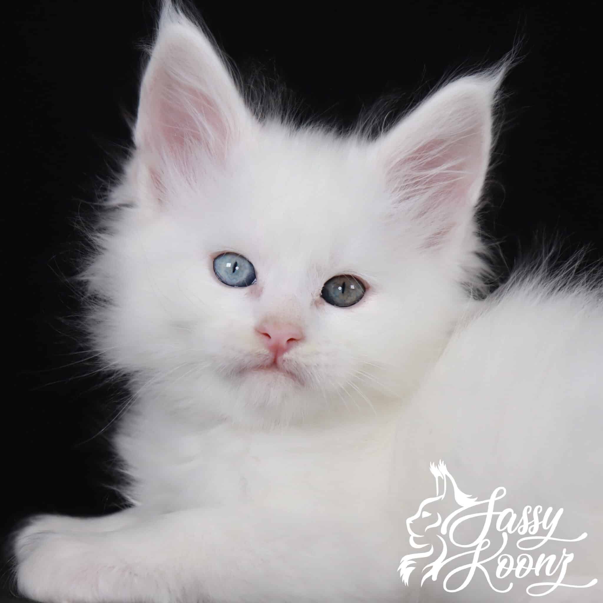 white-maine-coons ⋆ Sassy Koonz Maine Coon Cattery white maine coons