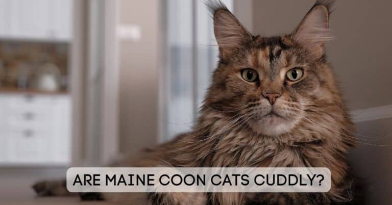 are maine coon cats cuddly brown tabby featured