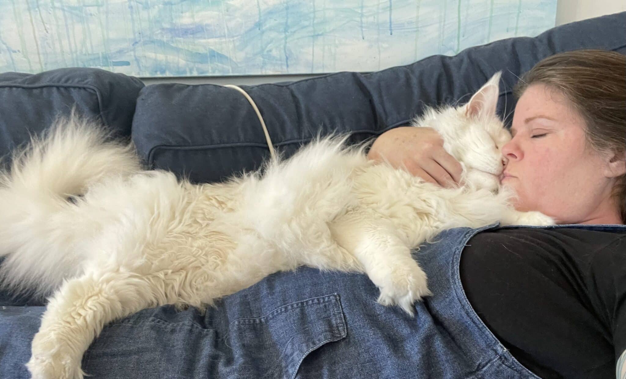 are-maine-coon-cats-cuddly ⋆ Sassy Koonz Maine Coon Cattery white maine coon laying on its owner getting a kiss on the nose