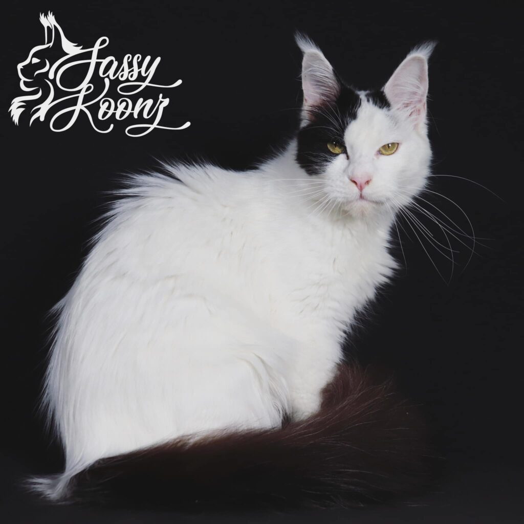 black-and-white-maine-coon ⋆ Sassy Koonz Maine Coon Cattery black and white maine coon with van pattern