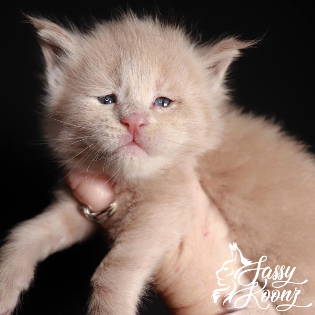 blonde-maine-coon-kitten ⋆ Sassy Koonz Maine Coon Cattery blonde maine coon kitten being held in a lady's hand