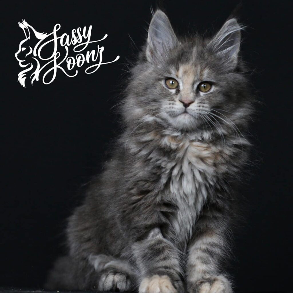 blue-smoke-maine-coon-kitten-for-sale-tempest ⋆ Sassy Koonz Maine Coon Cattery blue smoke maine coon kitten for sale tempest