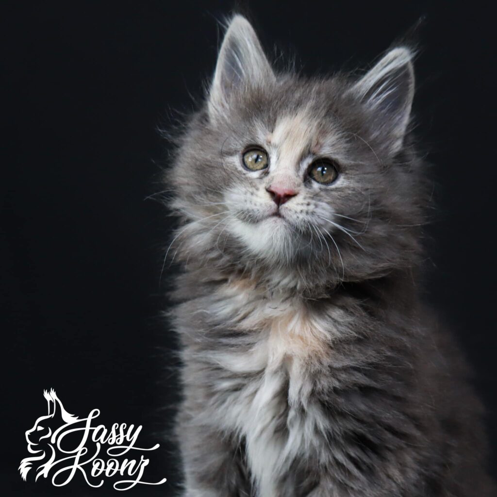 blue-torbie-girl-tempest-maine-coon-kitten-for-sale ⋆ Sassy Koonz Maine Coon Cattery blue torbie maine coon girl for sale kitten
