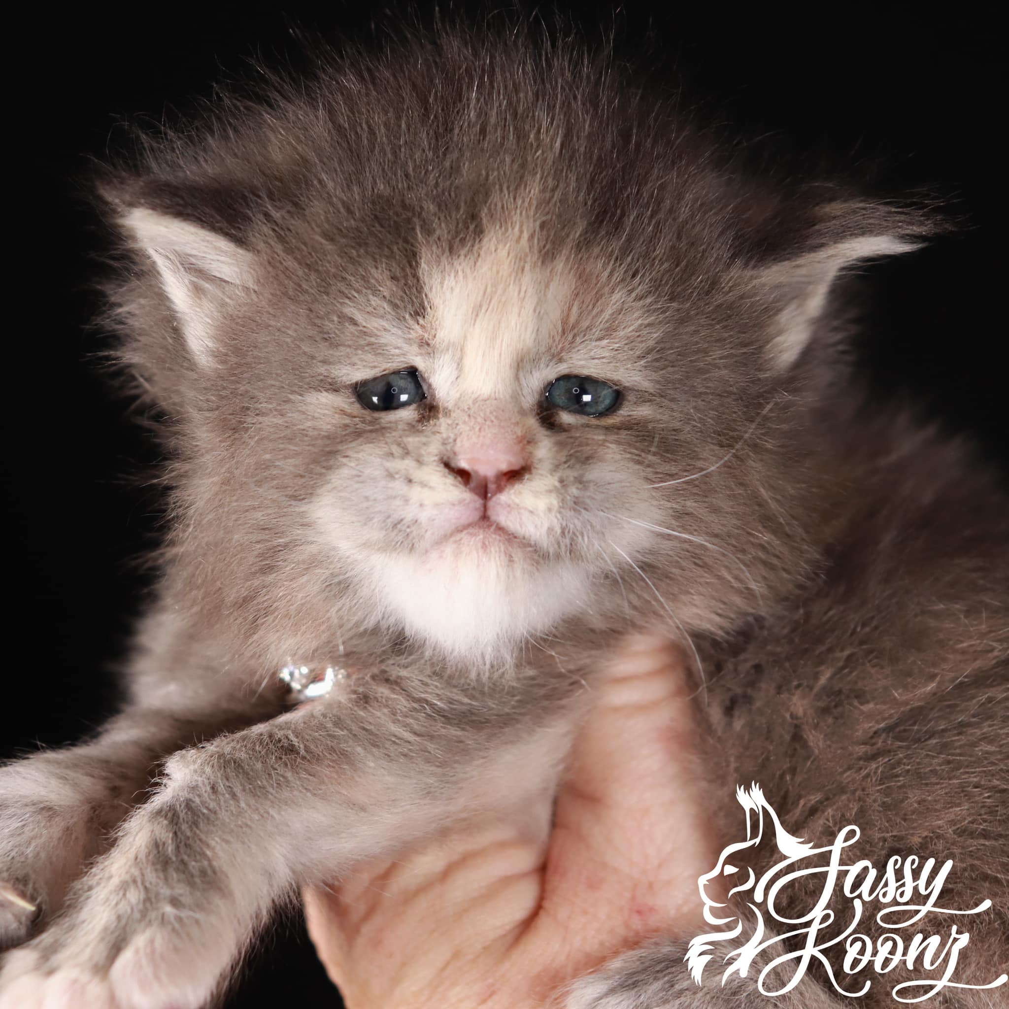 blue-torbie-maine-coon ⋆ Sassy Koonz Maine Coon Cattery blue torbie maine coon tempest