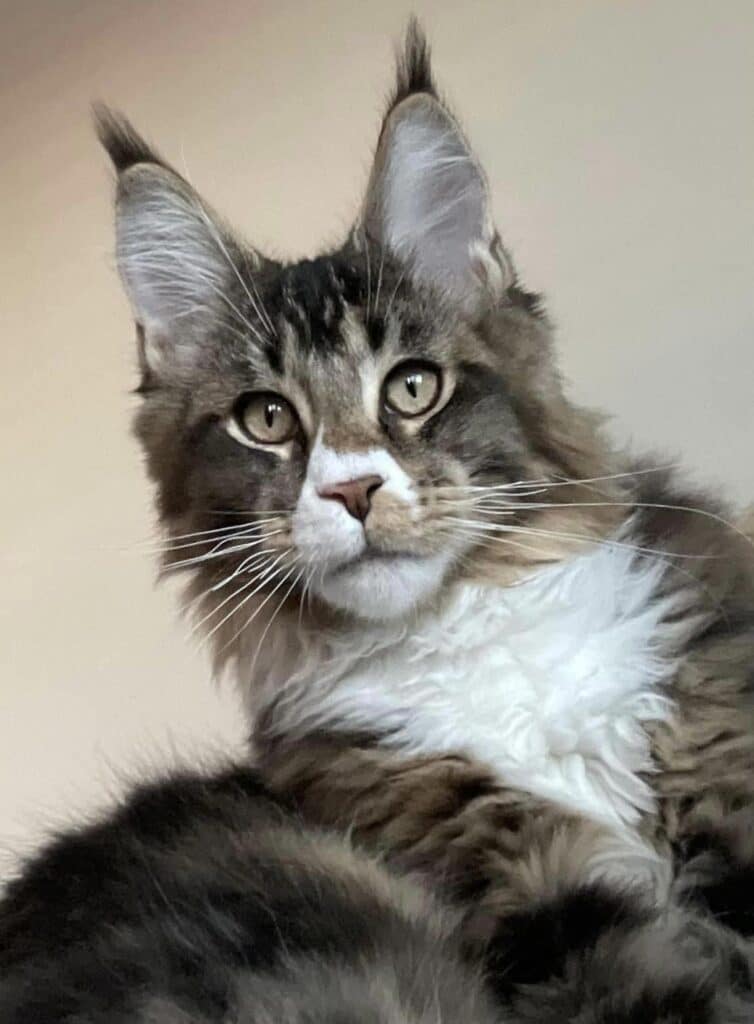 chancellor-sassy-koonz-maine-coon-cat ⋆ Sassy Koonz Maine Coon Cattery chancellor sassy koonz maine coon cat