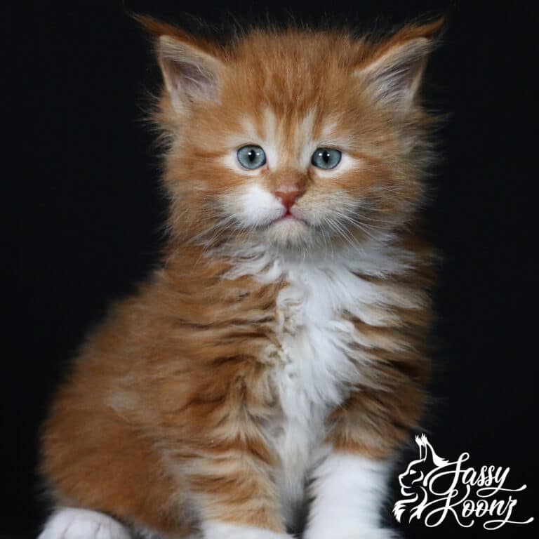 cute red maine coon kitten 5 weeks old