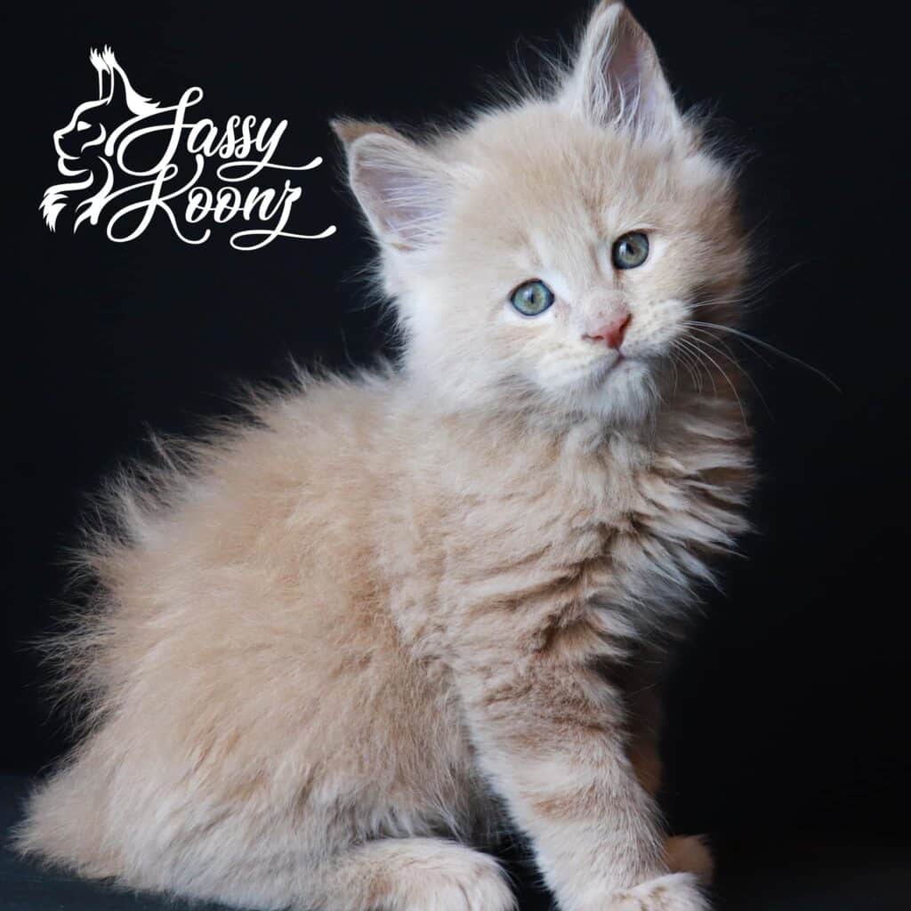 maine-coon-kittens-for-sale-texas-schism ⋆ Sassy Koonz Maine Coon Cattery giant maine coon kittens for sale texas schism 7 weeks old