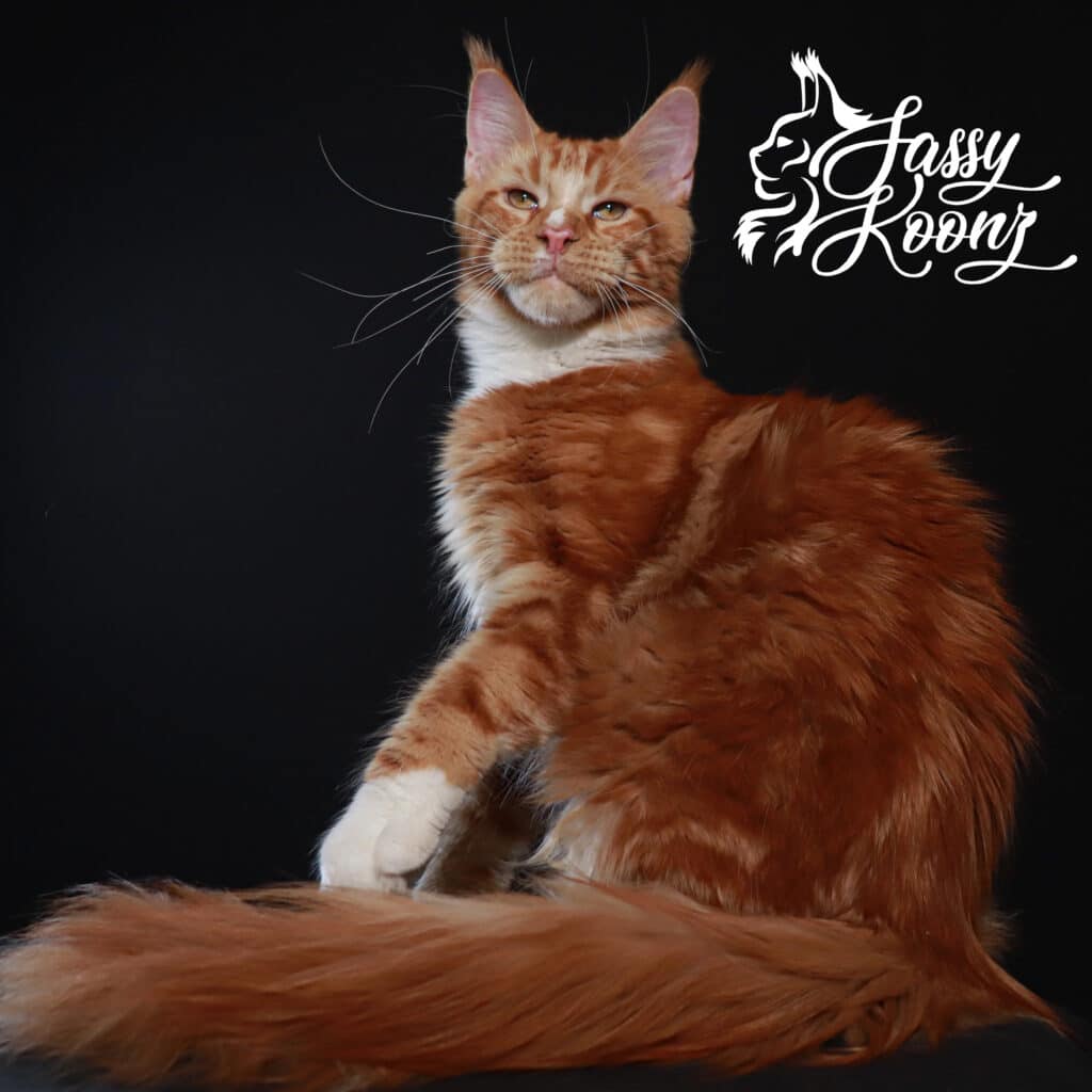 Governor has Maine coon kittens for sale near florida ⋆ Sassy Koonz Maine Coon Cattery red maine coon male looking proud of himself