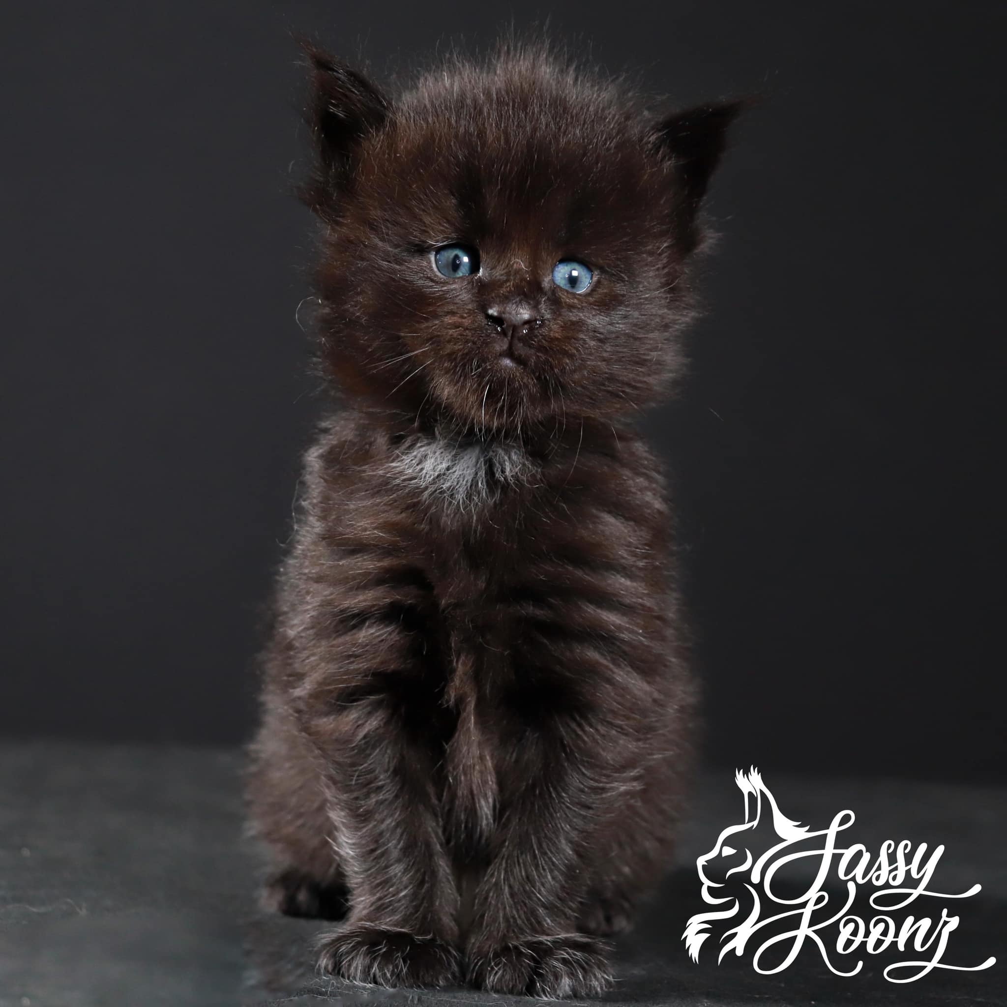 maine-coon-black-kitten ⋆ Sassy Koonz Maine Coon Cattery maine coon kitten black with baby blue eyes
