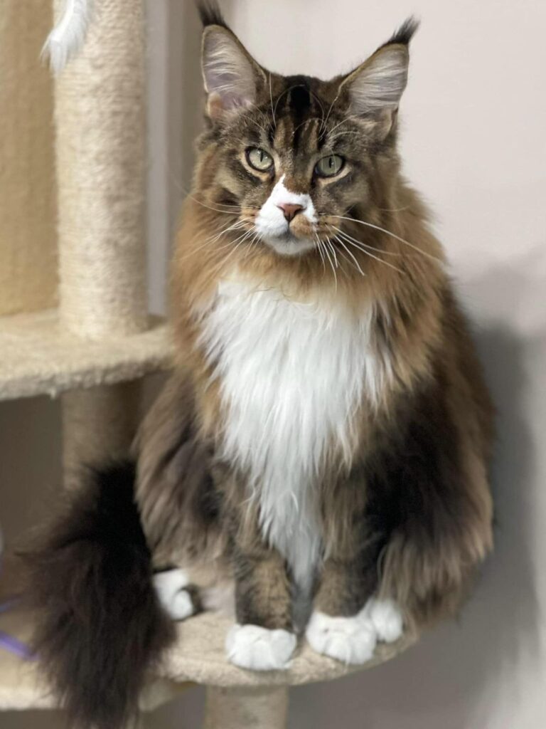 maine-coon-brown-tabby-white-serious-face ⋆ Sassy Koonz Maine Coon Cattery maine coon brown tabby white serious face