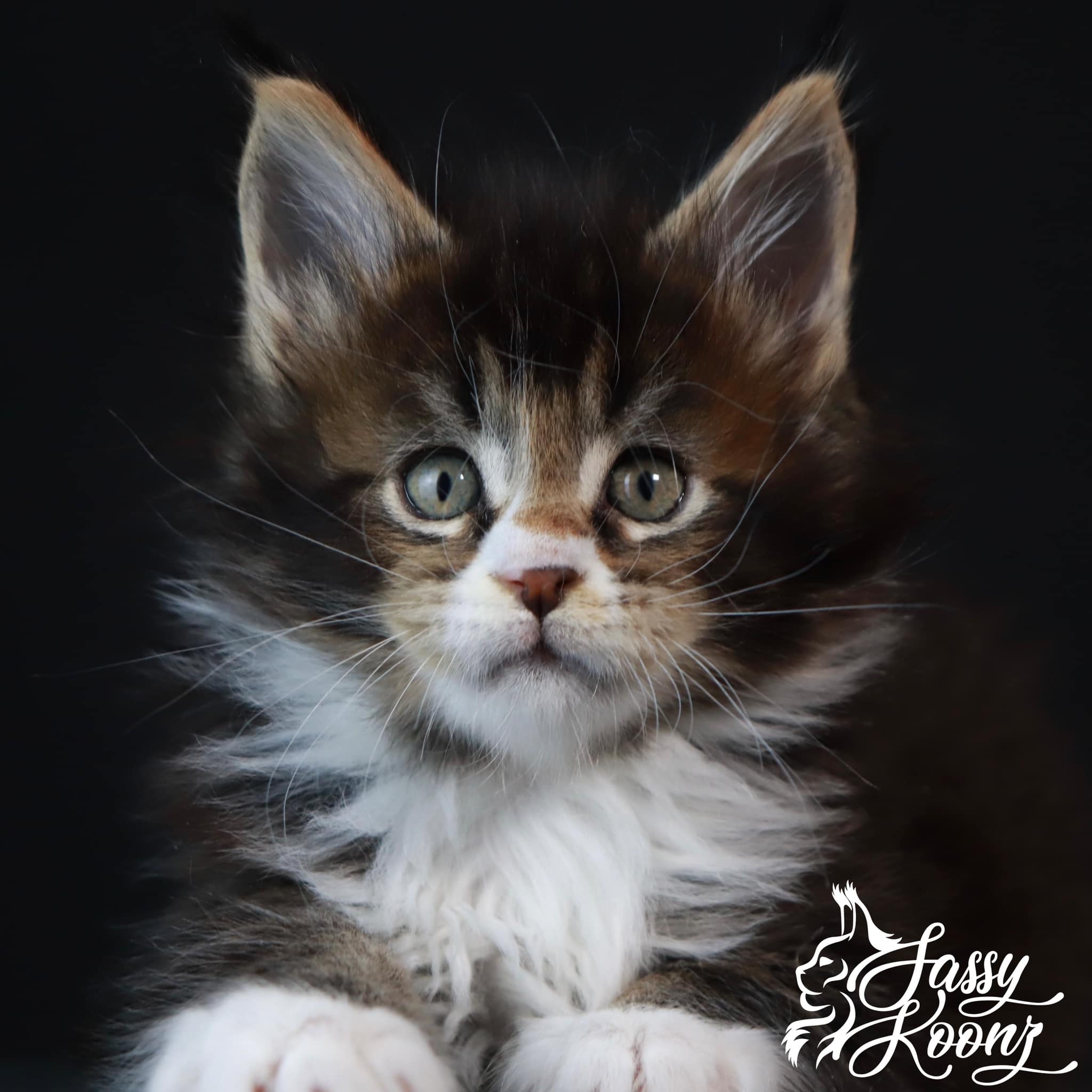 maine-coon-for-sale-near-me-chancellor-oct-2022 ⋆ Sassy Koonz Maine Coon Cattery black ticked tabby maine coon kitten brown blaze on nose