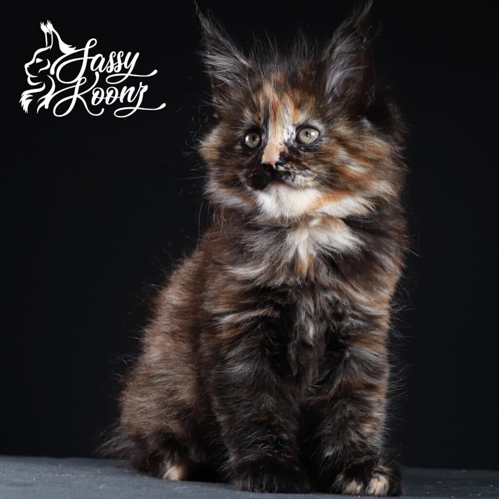 maine-coon-jacksonville ⋆ Sassy Koonz Maine Coon Cattery maine coon jacksonville