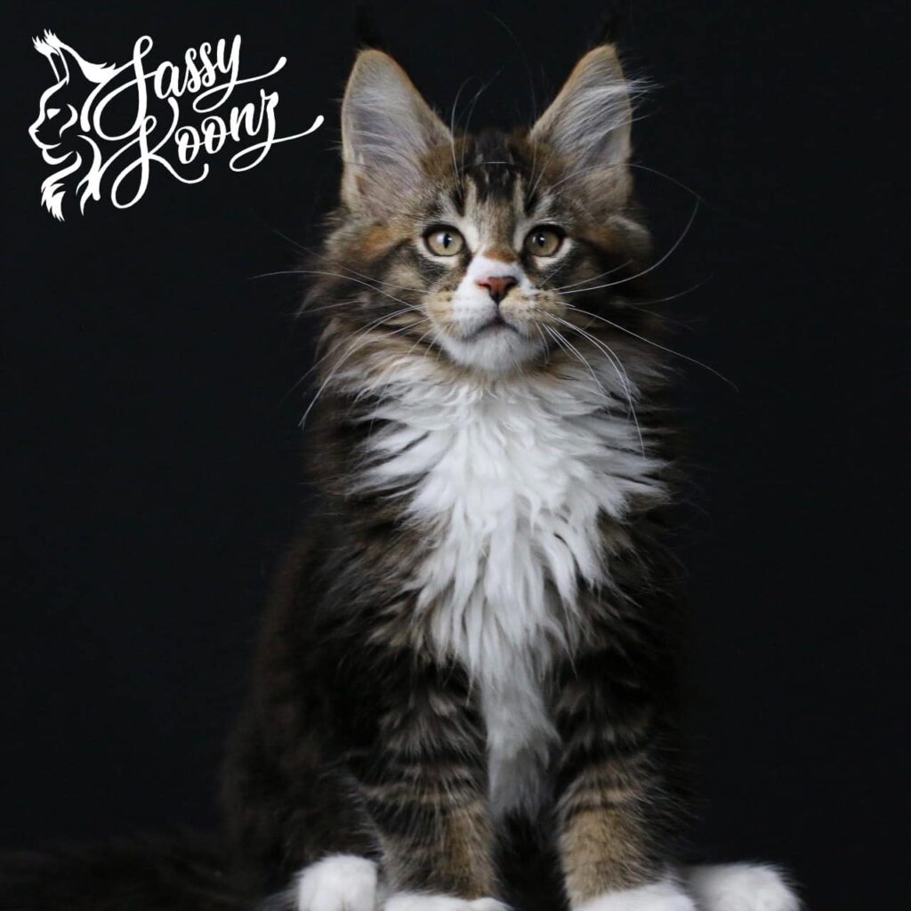 maine-coon-kittens-for-sale-chancellor ⋆ Sassy Koonz Maine Coon Cattery maine coon kittens for sale chancellor
