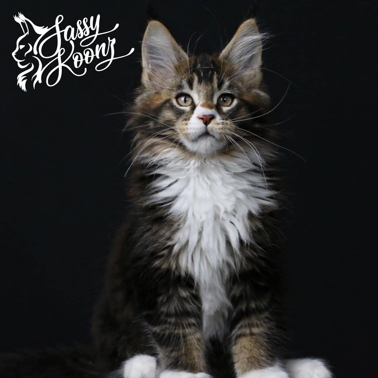 maine coon kittens for sale chancellor