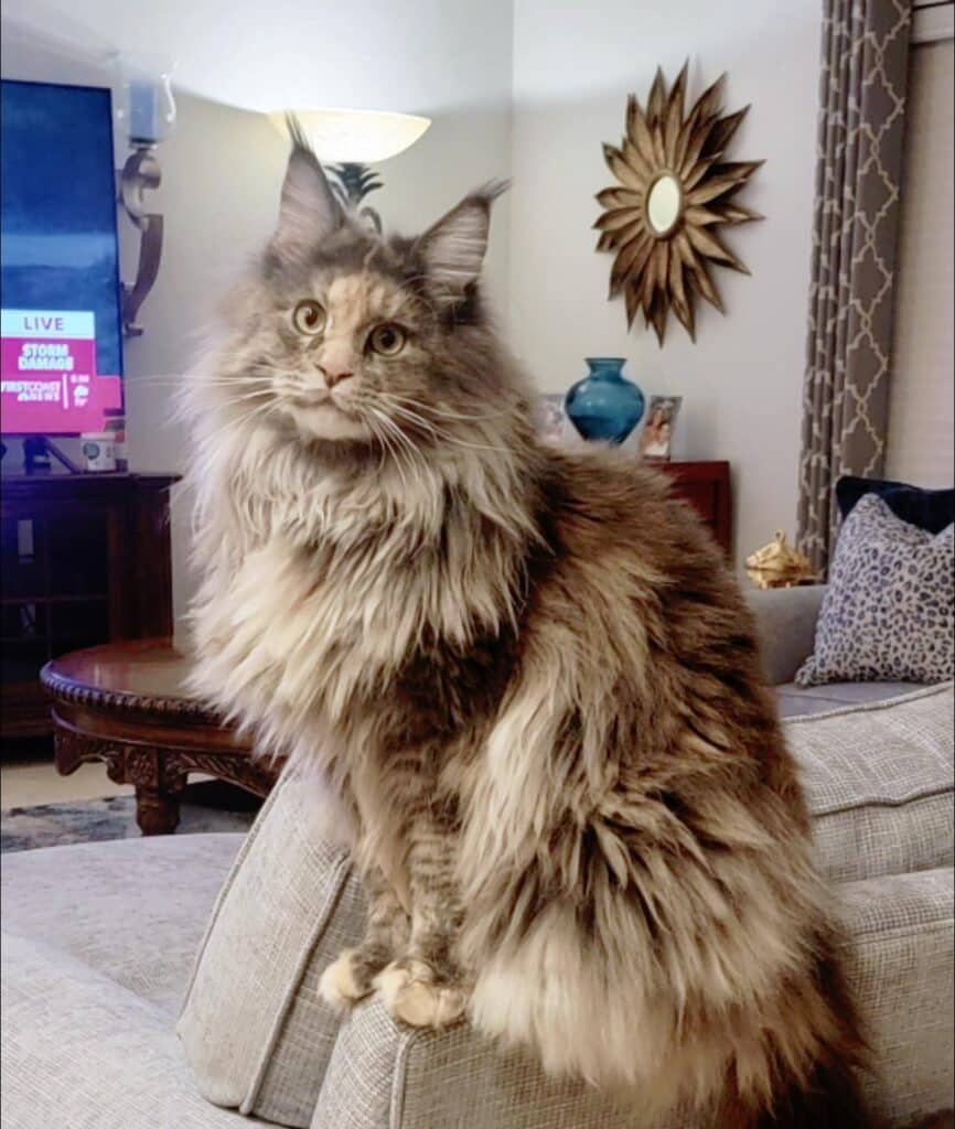 maine-coon-kittens-for-sale-tempest-adult-cat ⋆ Sassy Koonz Maine Coon Cattery maine coon kittens for sale tempest adults cat