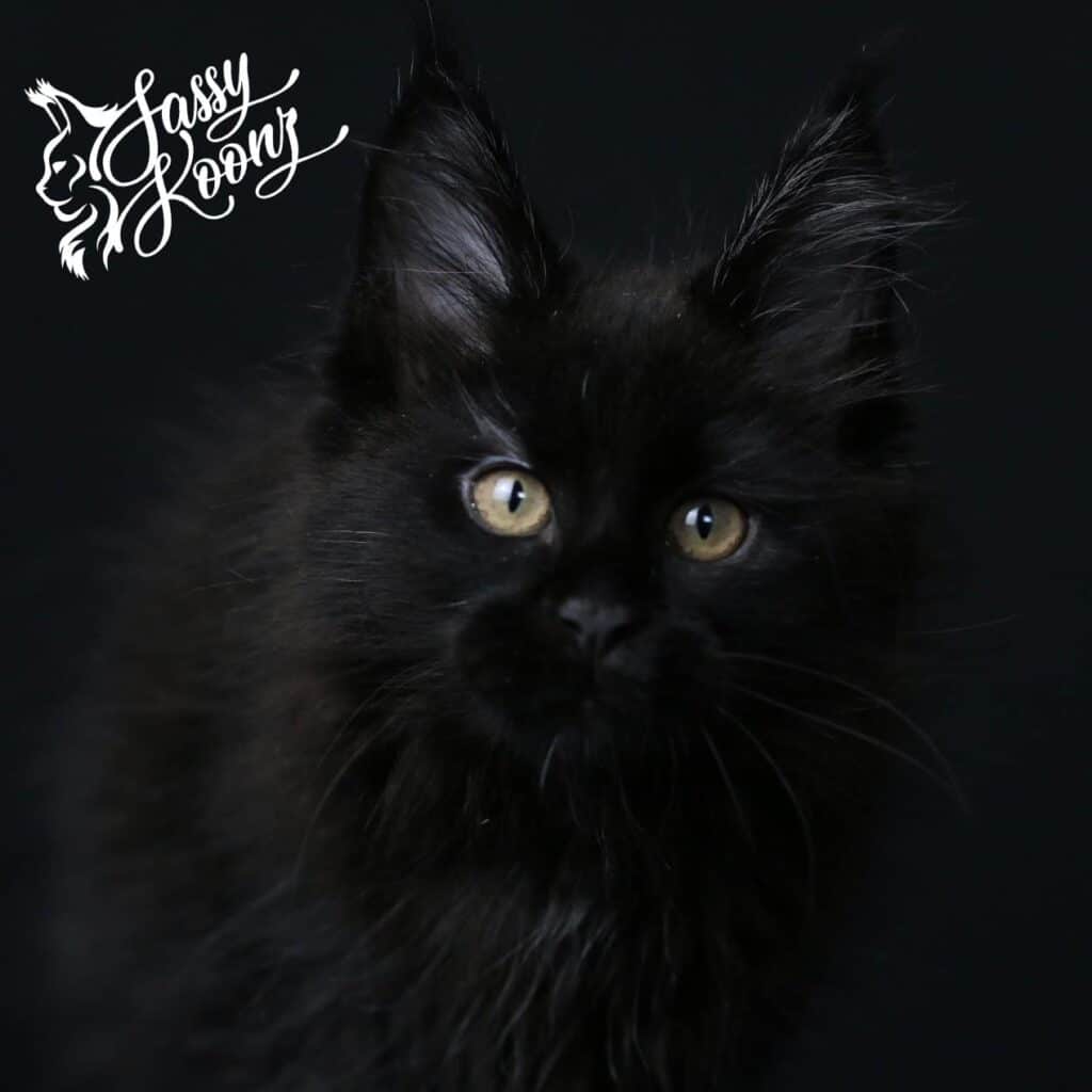 maine-coon-kittens-for-sale-texas-style-black ⋆ Sassy Koonz Maine Coon Cattery maine coon kittens for sale texas style black